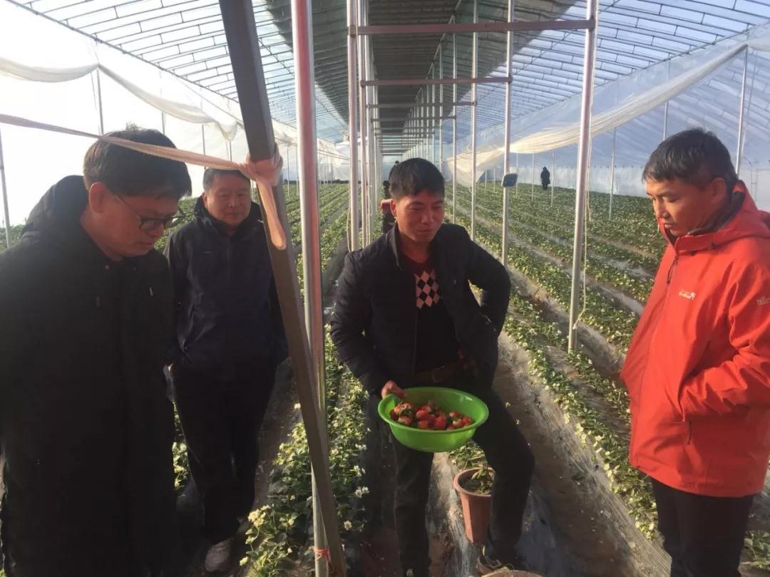 草莓專家與莓農交流 草莓專家與莓農交流