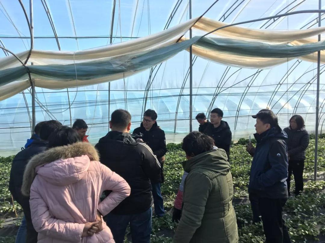 鄭州果樹所草莓專家服務團到草莓棚里指導莓農 鄭州果樹所草莓專家服務團到草莓棚里指導莓農
