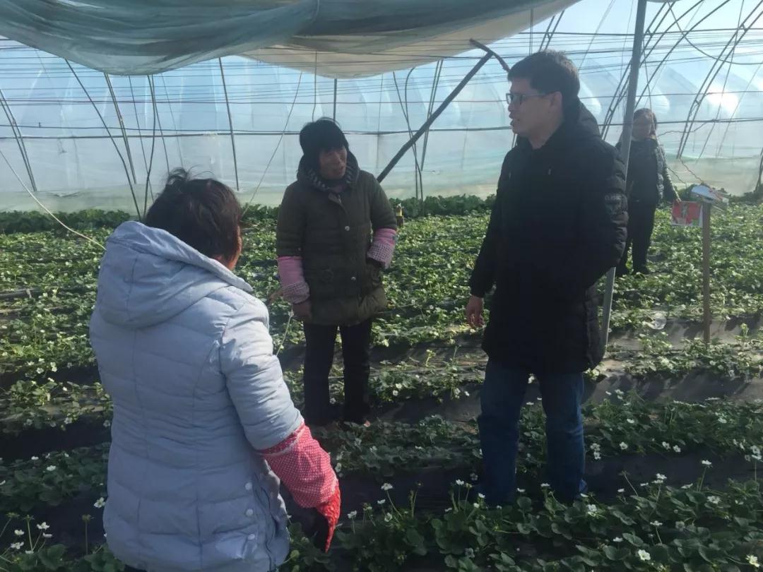 草莓專家周厚成博士為農戶指導 草莓專家周厚成博士為農戶指導