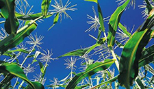 玉米割苗能增產(chǎn)20%~30%?不靠譜! 玉米割苗能增產(chǎn)20%~30%?不靠譜!