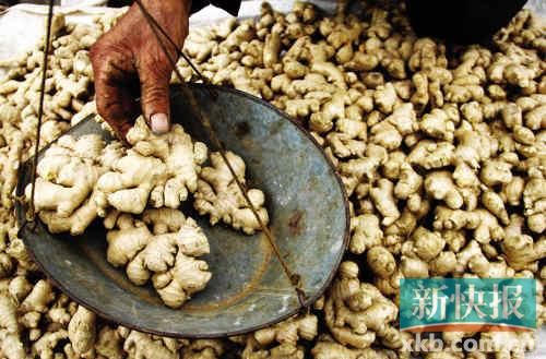 “姜你軍”卷土重來 供應(yīng)不足今年姜價恐難降 “姜你軍”卷土重來 供應(yīng)不足今年姜價恐難降