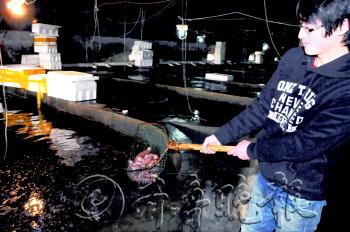 海腸一躍成為海鮮“貴族”價格比海參還要貴