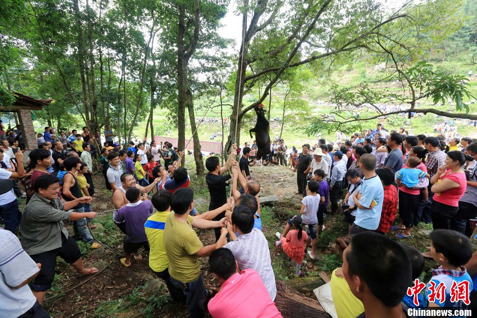 黃牛被侗族村民合力吊在樹上。譚凱興 攝 黃牛被侗族村民合力吊在樹上。譚凱興 攝