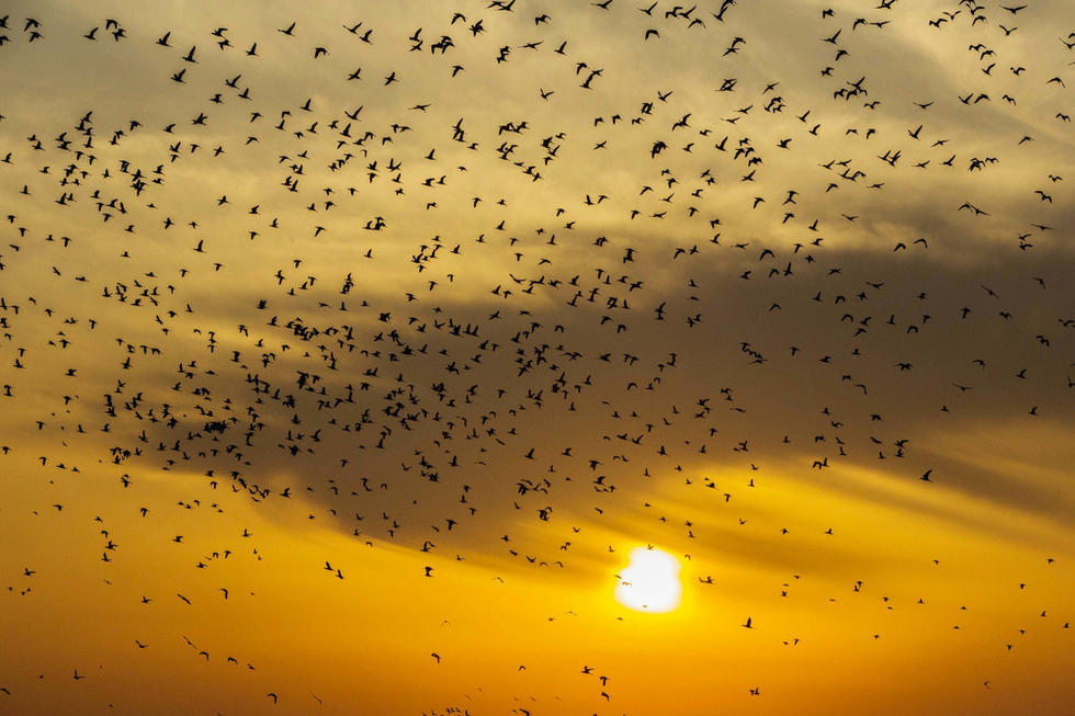 江蘇省連云港市贛榆區上空出現火燒云景觀，成群海鳥迎著霞光在天空中翩躚起舞，場面蔚為壯觀。