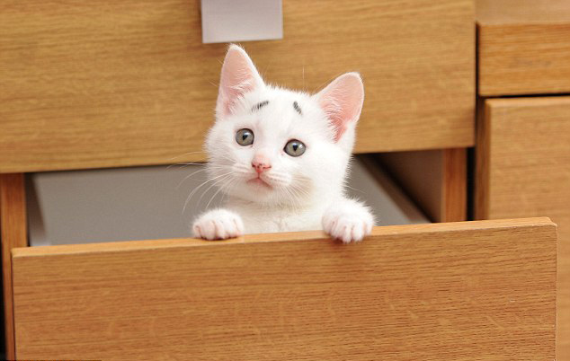 英國“焦慮貓”長“八字眉” 爆紅網絡 英國“焦慮貓”長“八字眉” 爆紅網絡