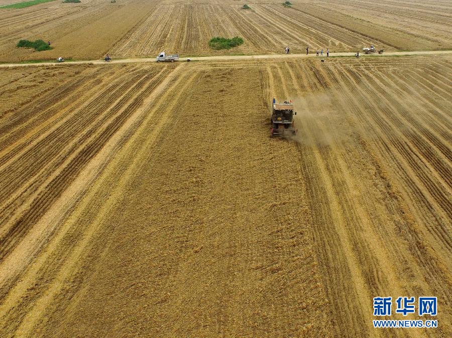 這是5月28日在河南省南陽市唐河縣甘河灣村航拍的麥收現場。 這是5月28日在河南省南陽市唐河縣甘河灣村航拍的麥收現場。