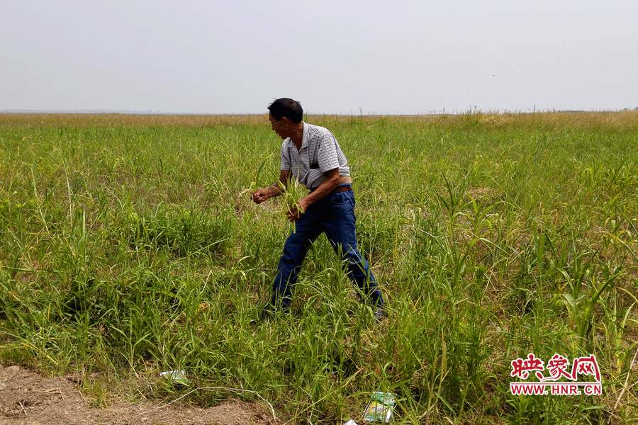 被農藥摧毀的玉米。