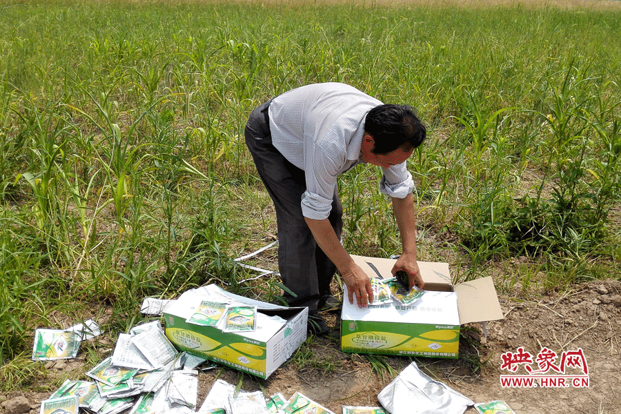 村民察看摧毀玉米的農藥。