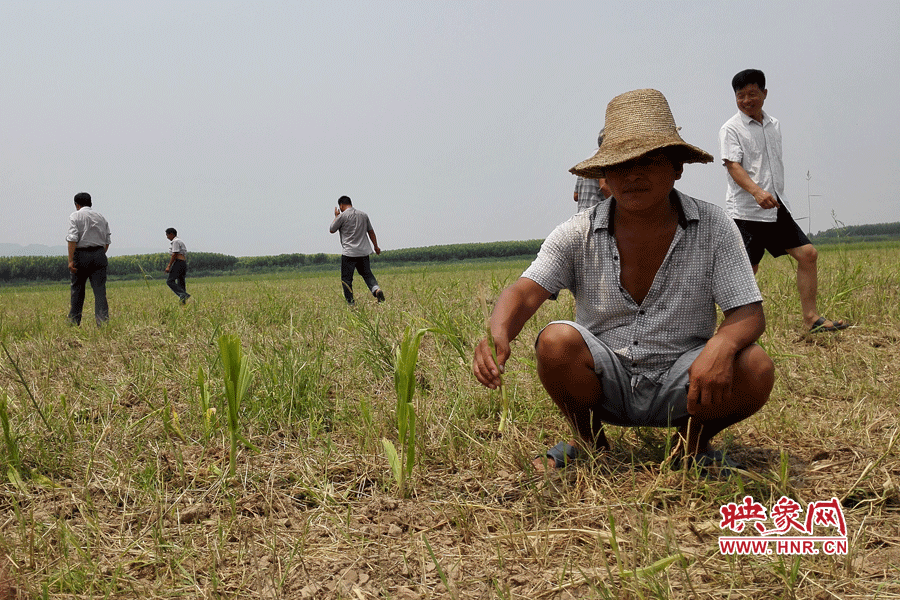 村民手捧殘留的玉米，欲哭無淚。