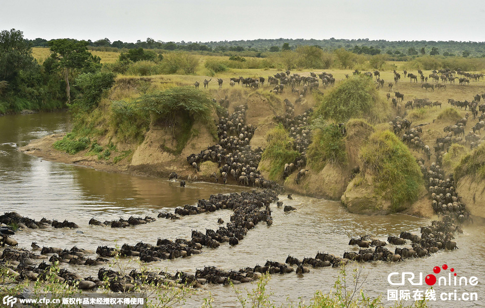 當地時間2015年9月4日，肯尼亞馬賽馬拉，角馬大遷徙。