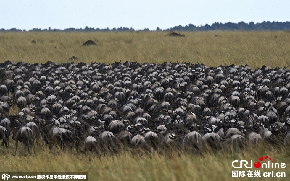 當地時間2015年9月4日，肯尼亞馬賽馬拉，角馬大遷徙。