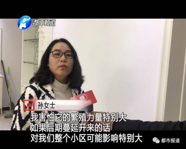 蟻族大軍入侵!十幾萬裝修的新家被“吃掉”