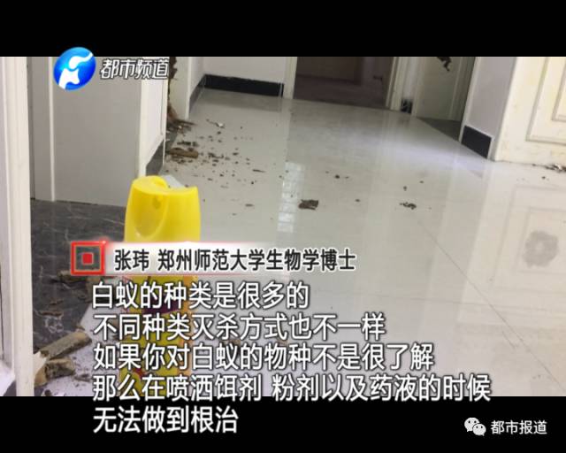 蟻族大軍入侵!十幾萬裝修的新家被“吃掉”