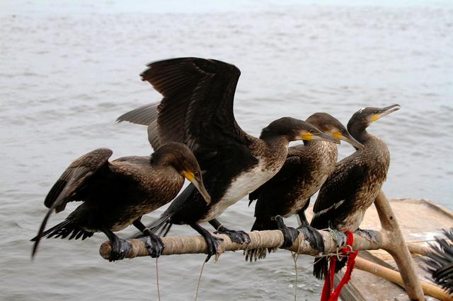 華北地下水超采嚴重 形成世界上最大“漏斗區” 華北地下水超采嚴重 形成世界上最大“漏斗區”