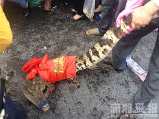 車上的鱷魚爬上路面。記者 向帥 車上的鱷魚爬上路面。記者 向帥