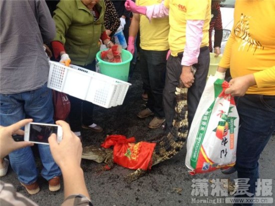 鱷魚被車主抓到。 鱷魚被車主抓到。