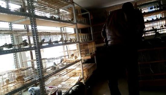 哈爾濱市雙城區(qū)集市上,一家沒有招牌的平房里擺滿了各種野鳥等待出售。 哈爾濱市雙城區(qū)集市上,一家沒有招牌的平房里擺滿了各種野鳥等待出售。