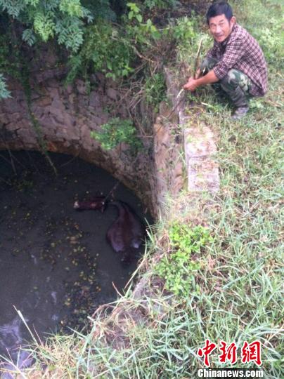 圖為大水牛掉進13米深坑,民警消防灌水施救。 圖為大水牛掉進13米深坑,民警消防灌水施救。