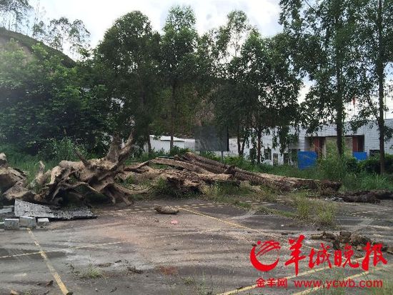 廣東警方回應暫扣漁民所撈疑似烏木:依法依規 廣東警方回應暫扣漁民所撈疑似烏木:依法依規