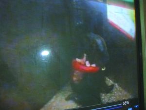 侯某被摁倒割喉。 侯某被摁倒割喉。