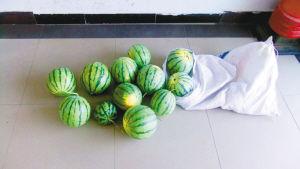 男子開價(jià)值30余萬汽車偷西瓜 被捕后稱為尋刺激 男子開價(jià)值30余萬汽車偷西瓜 被捕后稱為尋刺激