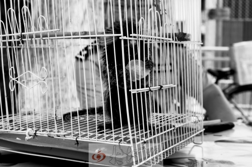 “別看俺個子小,中國很稀少!” “別看俺個子小,中國很稀少!”