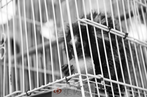 “不要盯著俺看,俺害羞……”(設計臺詞) “不要盯著俺看,俺害羞……”(設計臺詞)