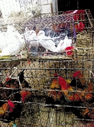 銷量大不如前,近期可能漲價 銷量大不如前,近期可能漲價