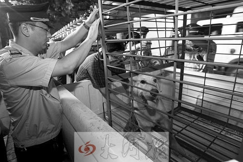 相關(guān)部門將加強(qiáng)管理,今年12月起烈性犬一律沒收。 (資料圖) 相關(guān)部門將加強(qiáng)管理,今年12月起烈性犬一律沒收。 (資料圖)