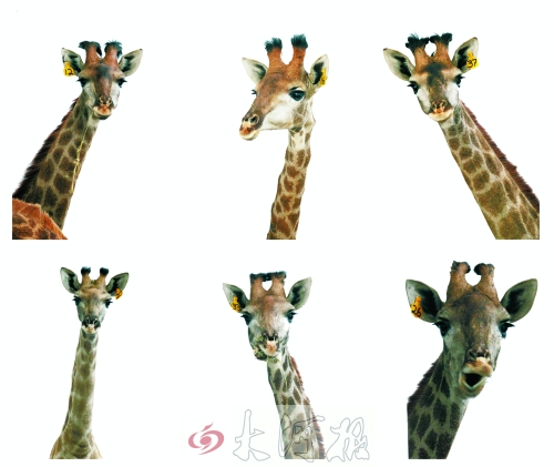 不是我們“高高在上”，只是個(gè)子太高就看看臉吧！