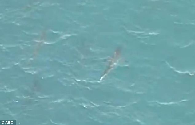 美海灘驚現萬頭鯊魚 美海灘驚現萬頭鯊魚