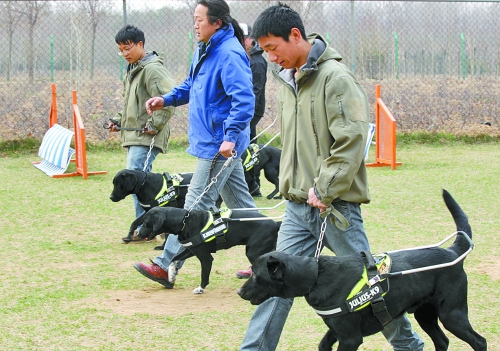 鄭州：4只導盲犬集訓 將帶著盲人跑馬拉松