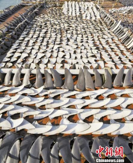 北京鮑翅行8成歇業 北京鮑翅行8成歇業