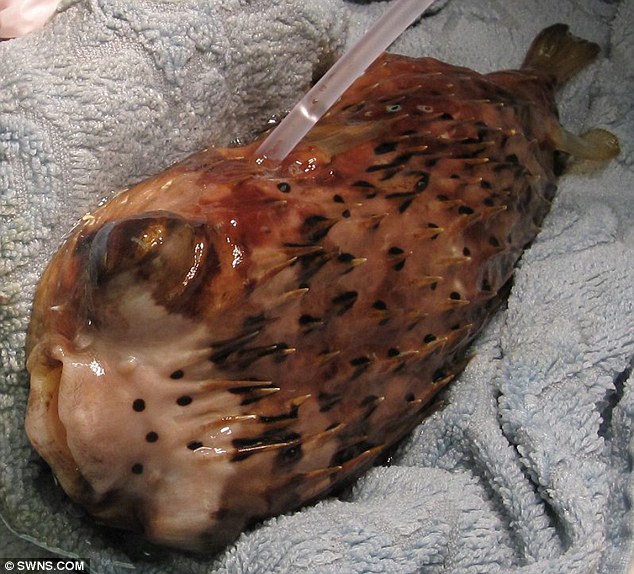 河豚接受眼球摘除術