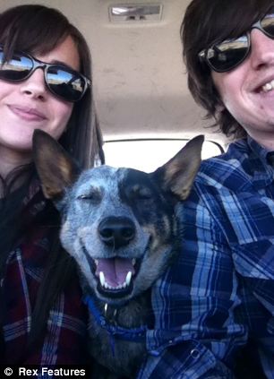 澳大利亞狗狗懷絕技鼻子啥都能頂 澳大利亞狗狗懷絕技鼻子啥都能頂