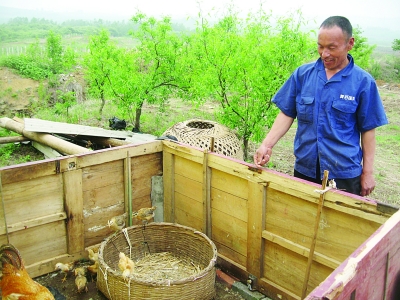 弟弟趙文富向記者介紹他們養(yǎng)雞的地方。 弟弟趙文富向記者介紹他們養(yǎng)雞的地方。