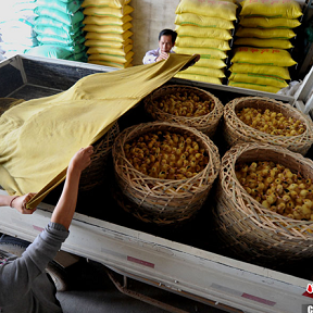 養殖戶的禽流感之殤
