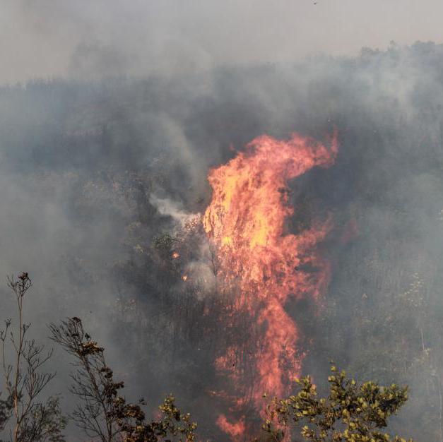 楚雄突發森林大火