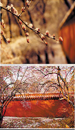 紅白相襯更動人 紅白相襯更動人