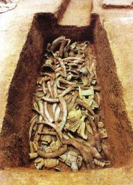 1月15日,青關山發掘出的大量象牙。攝影張磊 1月15日,青關山發掘出的大量象牙。攝影張磊