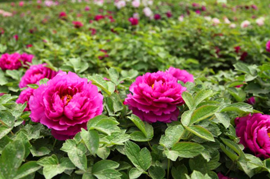 鄭州植物園內萬紫千紅 牡丹芍藥花爭奇斗艷 鄭州植物園內萬紫千紅 牡丹芍藥花爭奇斗艷