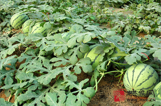 第九屆中牟西瓜節(jié)開幕 為期一月 第九屆中牟西瓜節(jié)開幕 為期一月