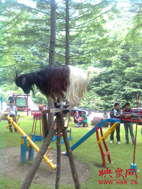 小羊走鋼絲 小羊走鋼絲