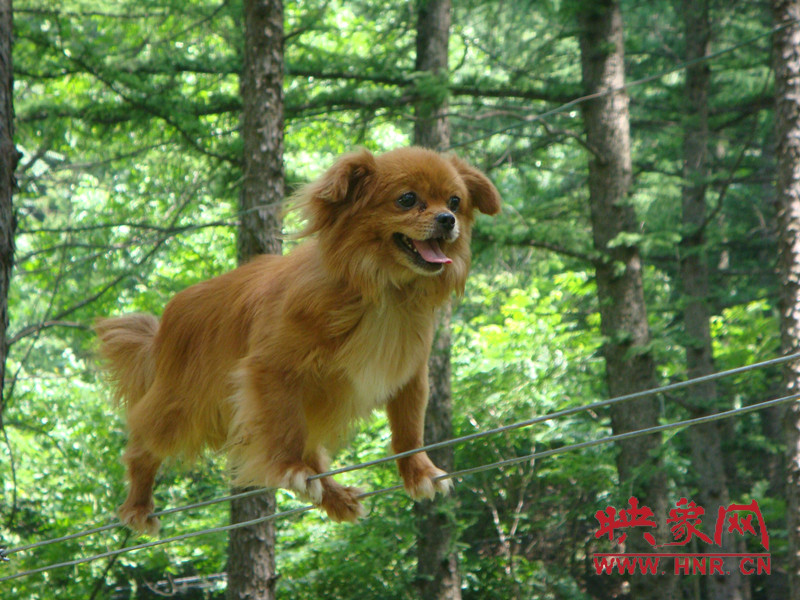 小狗走鋼絲 小狗走鋼絲