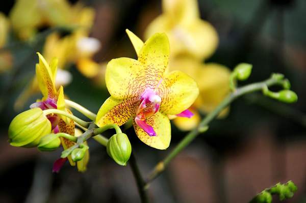 過年7天樂,老家河南春節享樂全攻略 過年7天樂,老家河南春節享樂全攻略