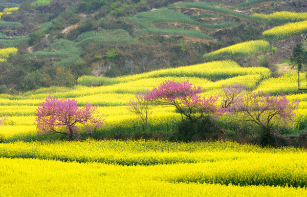 尋找春天最早的顏色 2014羅平油菜花行攝全攻略 尋找春天最早的顏色 2014羅平油菜花行攝全攻略