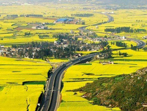 如何拍攝油菜花？達人教你7個拍攝技巧