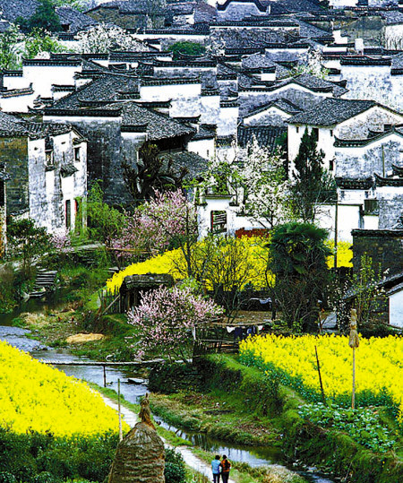 如何拍攝油菜花？達人教你7個拍攝技巧