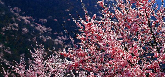 撿垃圾換玫瑰 女人節 愛在神農山！