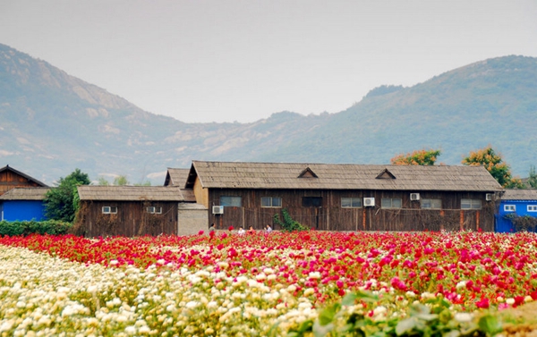 約會郁金香 醉美嵖岈山 約會郁金香 醉美嵖岈山